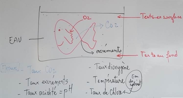 Besoins poisson